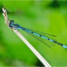 Die Hufeisen-Azurjungfer (Coenagrion puella) trägt mit dem schönen . . .