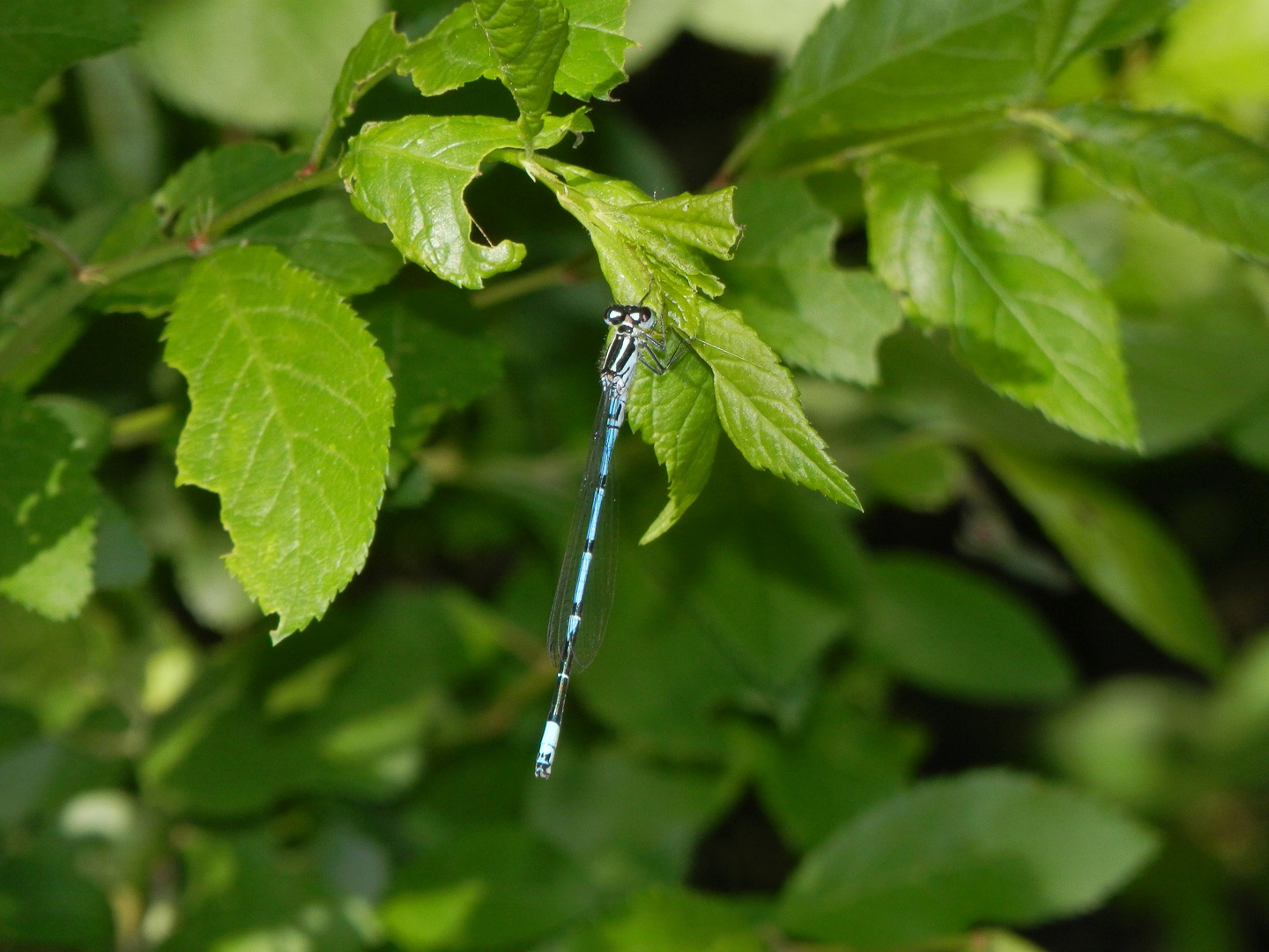 Die Hufeisen-Azurjungfern (Coenagrion puella) sind auch wieder da