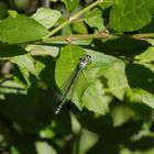 Die Hufeisen-Azurjungfern (Coenagrion puella) sind auch wieder da