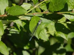 Die Hufeisen-Azurjungfern (Coenagrion puella) sind auch wieder da