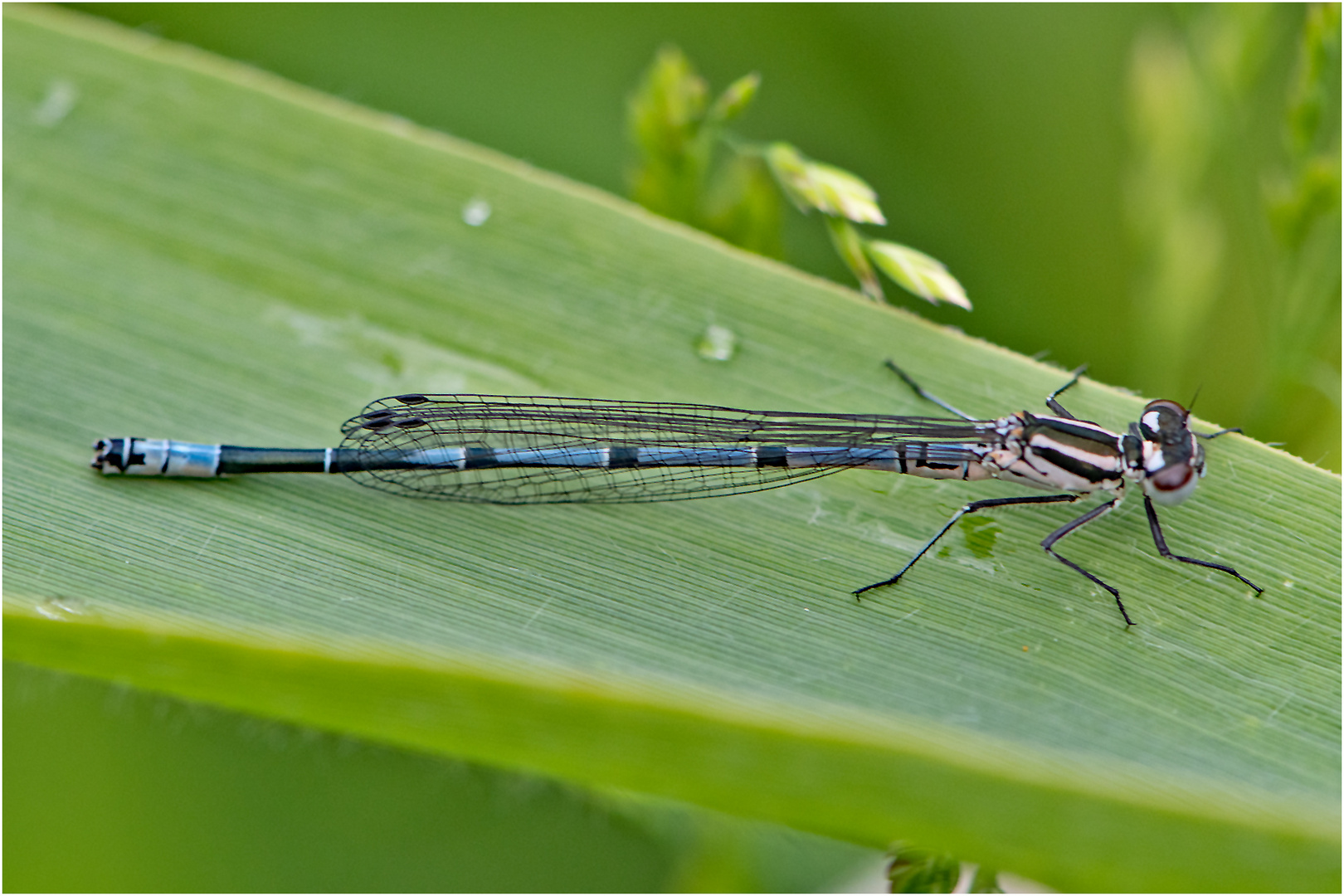 Die Hufeisenazurjungfer (Coenagrion puella) fand . . .