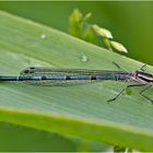 Die Hufeisenazurjungfer (Coenagrion puella) fand . . .