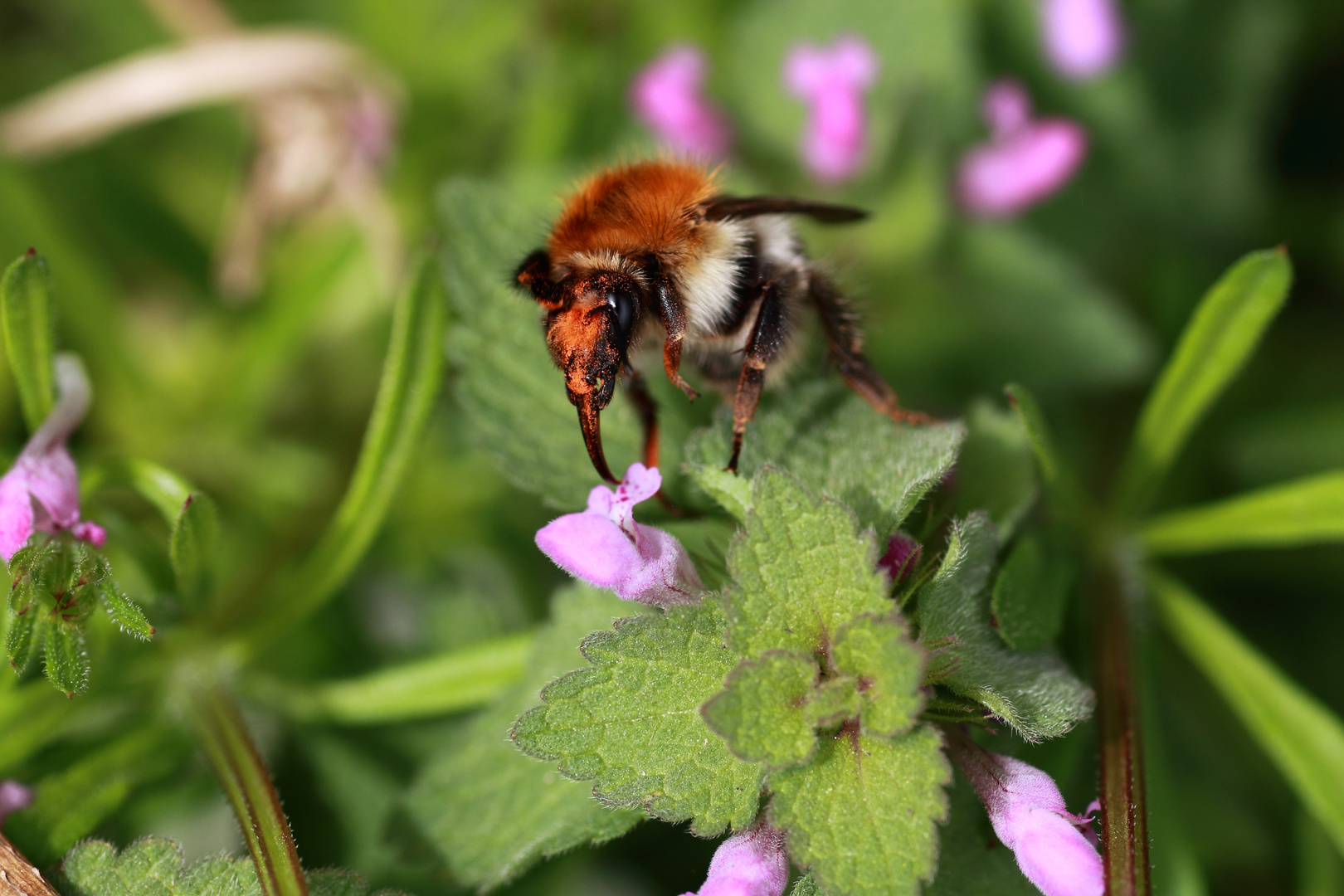 Die Hummel