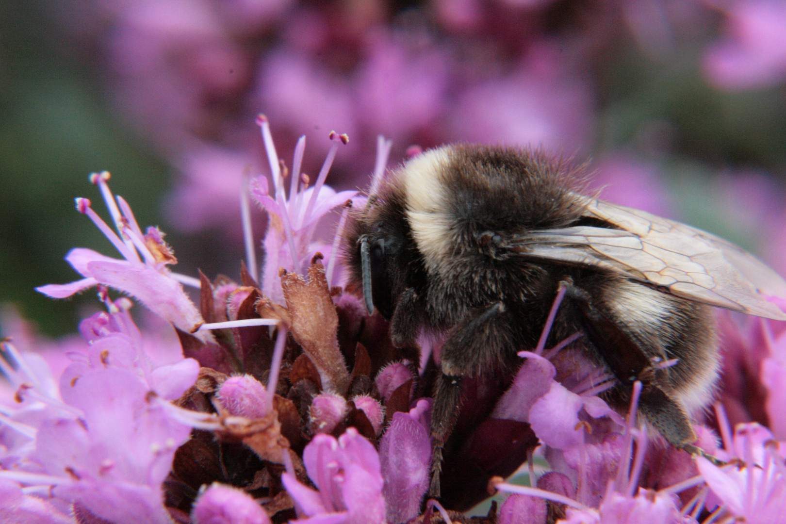 Die Hummel