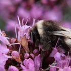 Die Hummel