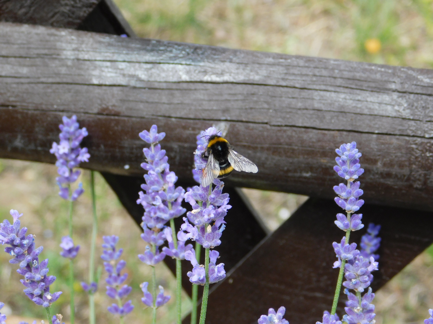 Die Hummel