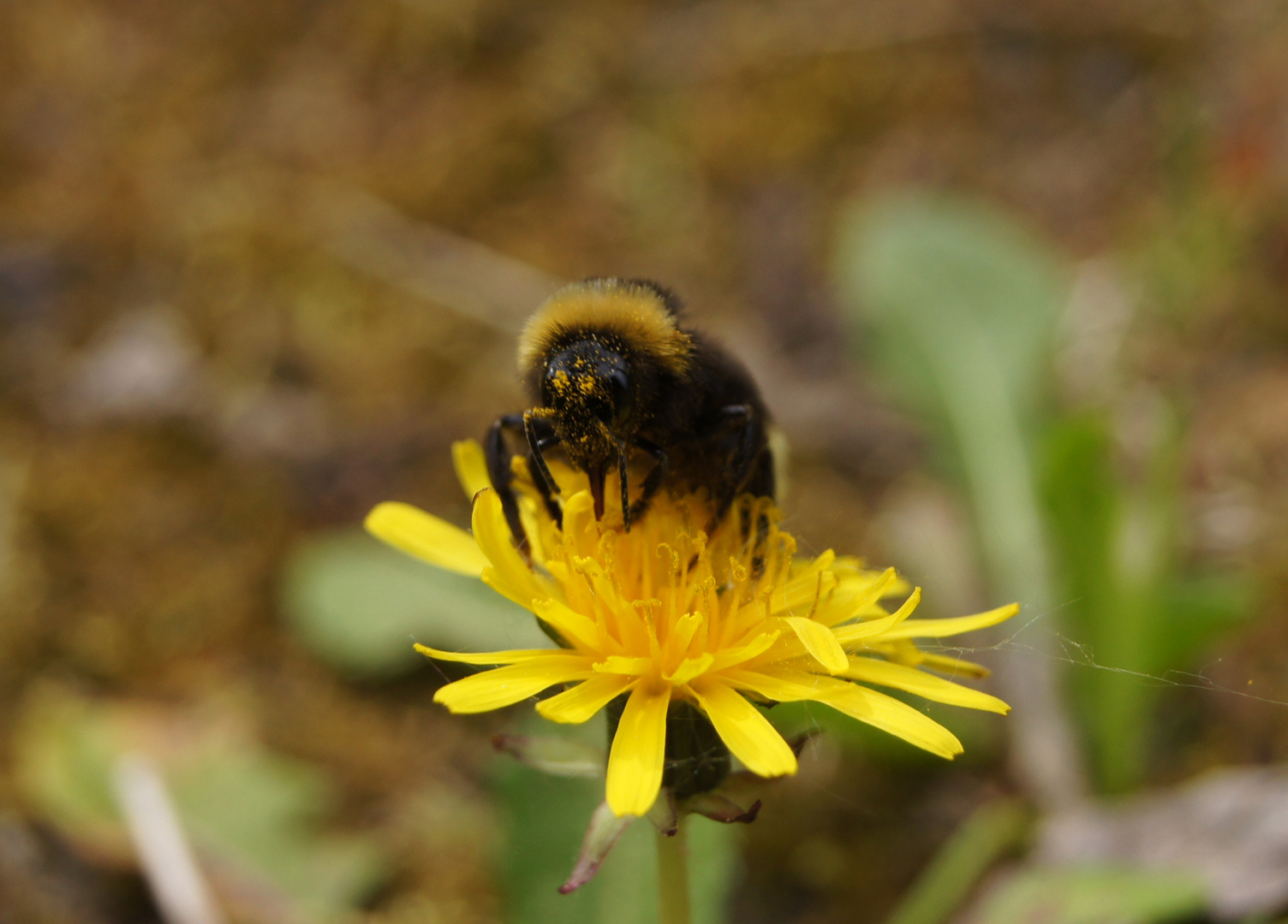 die hummel