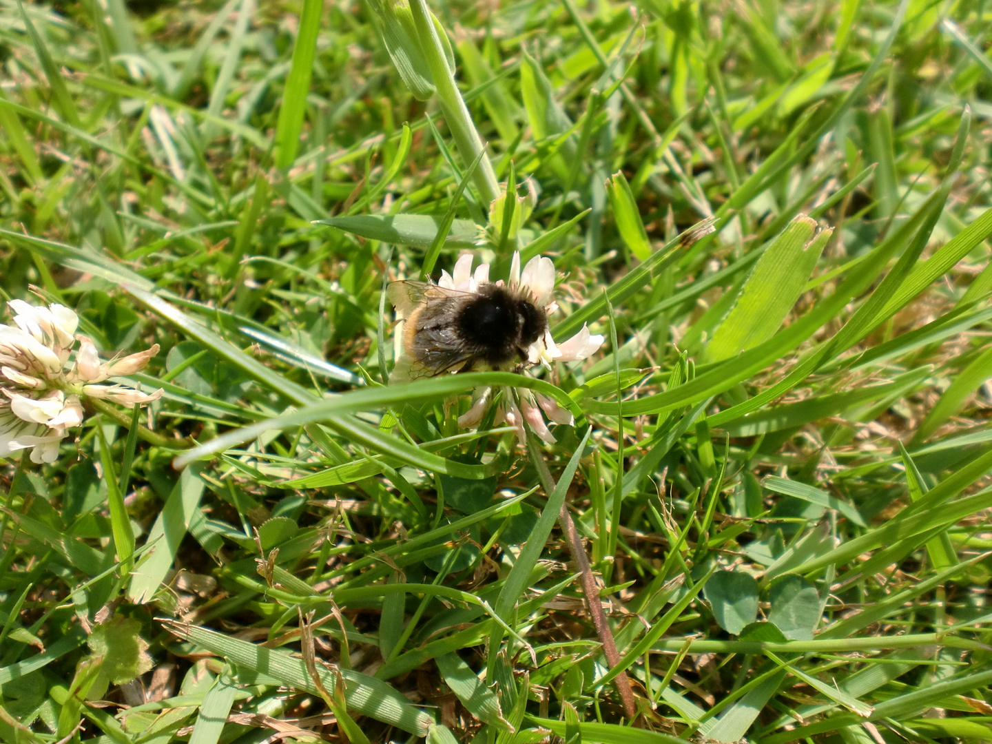 Die Hummel