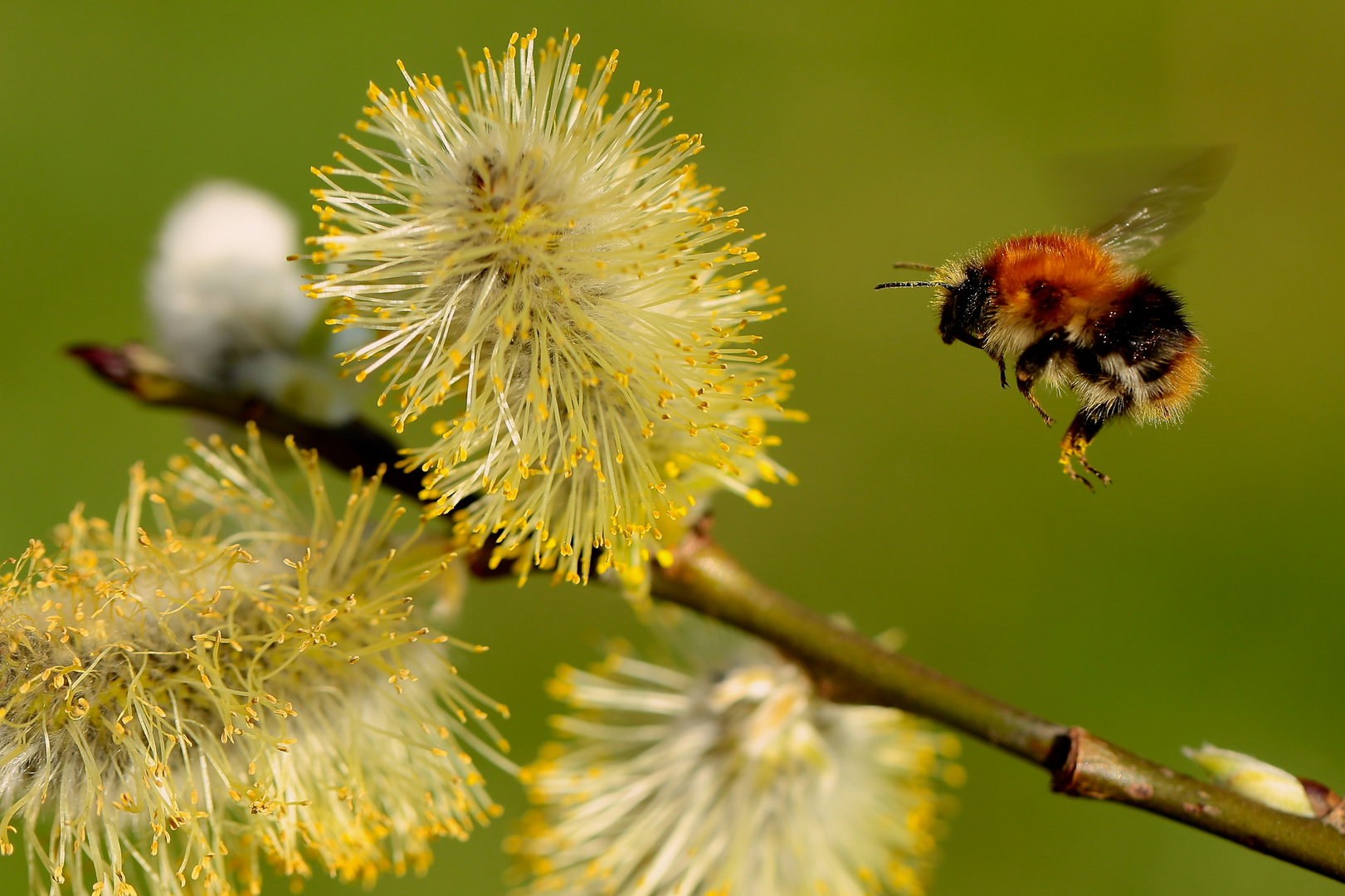 Die Hummel