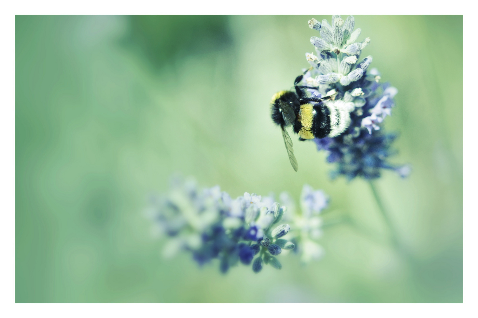 Die Hummel