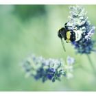 Die Hummel