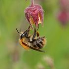 Die Hummel am Bachnelkenwurz