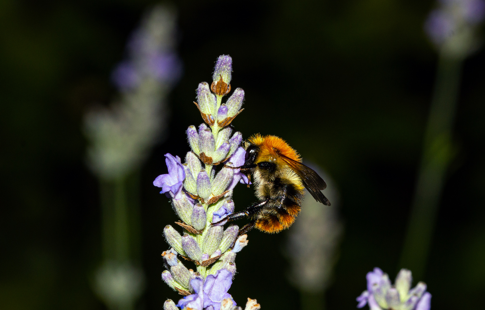 Die  Hummel am Lavendel