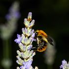 Die  Hummel am Lavendel