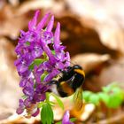 Die Hummel am Lerchensporn