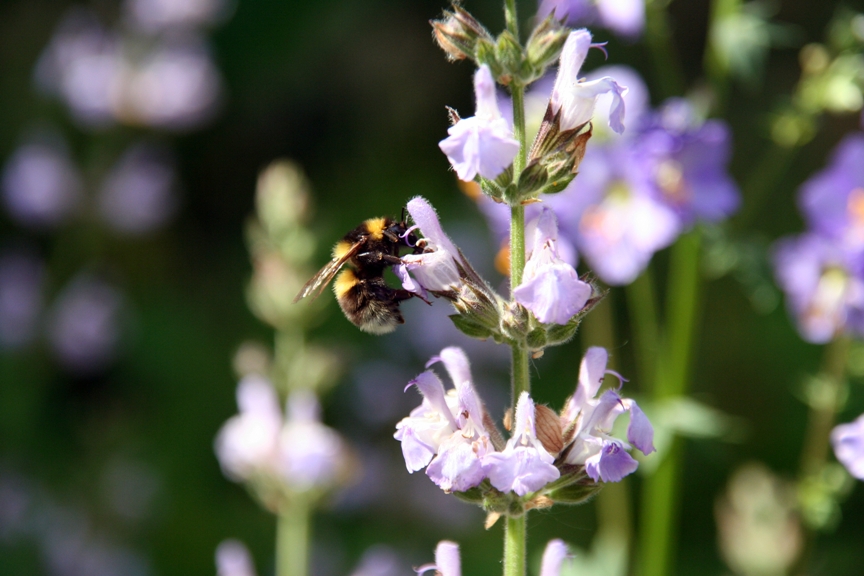 Die Hummel am Salbei