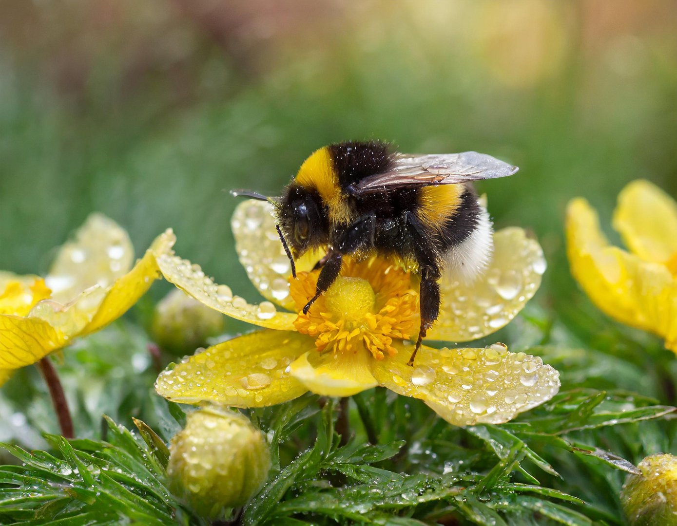 Die Hummel auf dem gelben Windröschen