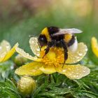 Die Hummel auf dem gelben Windröschen