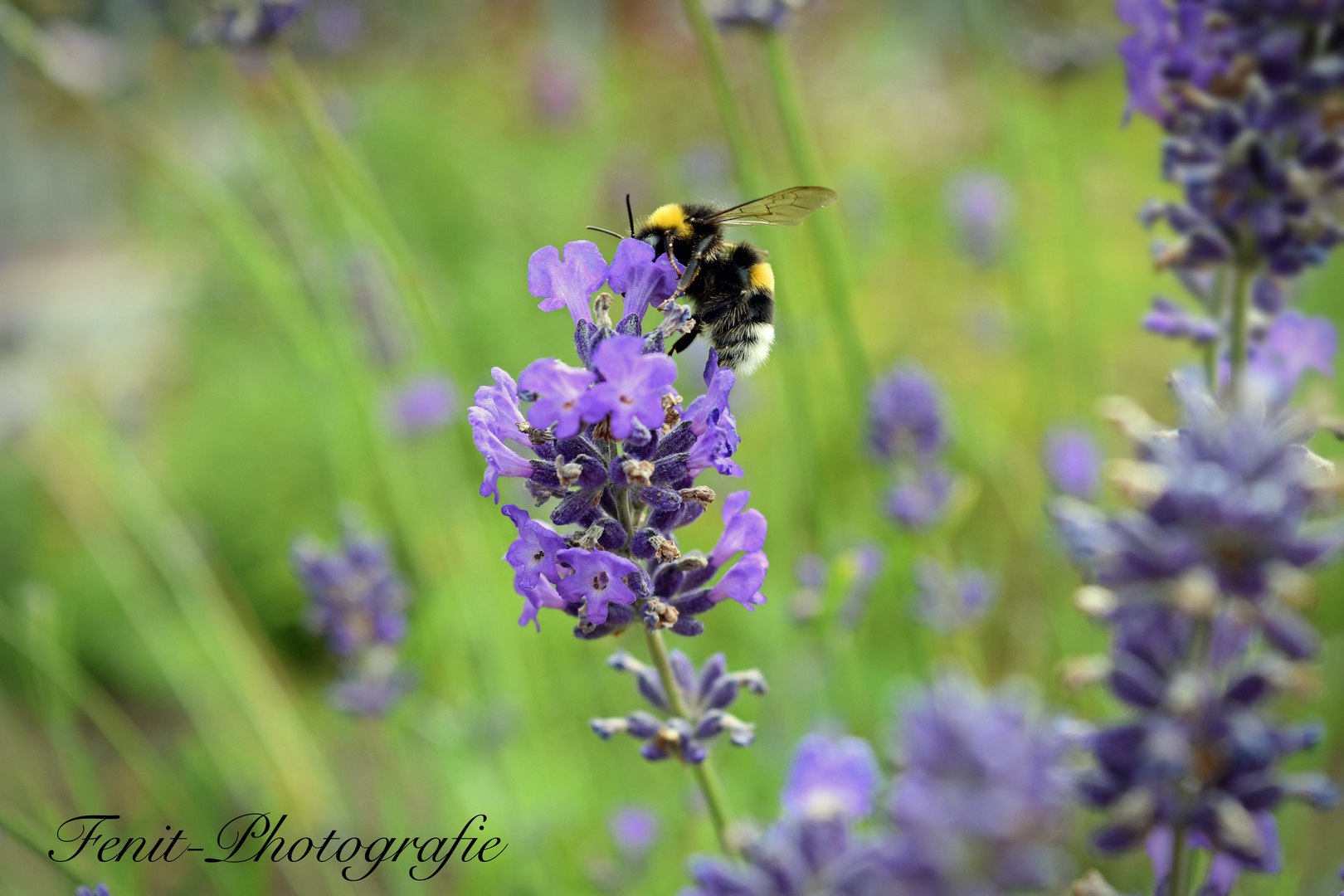 Die Hummel auf dem Lavendel