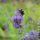 Die Hummel auf dem Lavendel