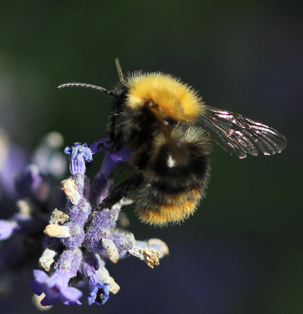 Die Hummel auf dem Lavendel