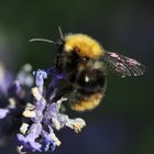 Die Hummel auf dem Lavendel