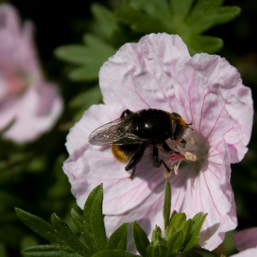 Die Hummel auf der Blüte