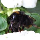 Die Hummel auf Nahrungssuche