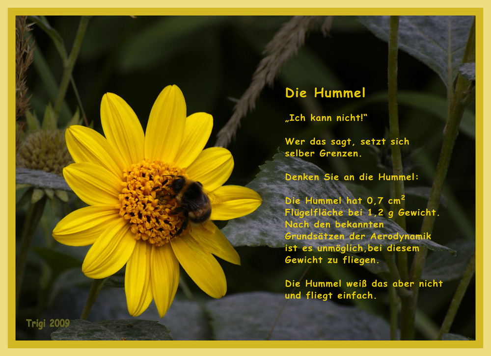 Die Hummel