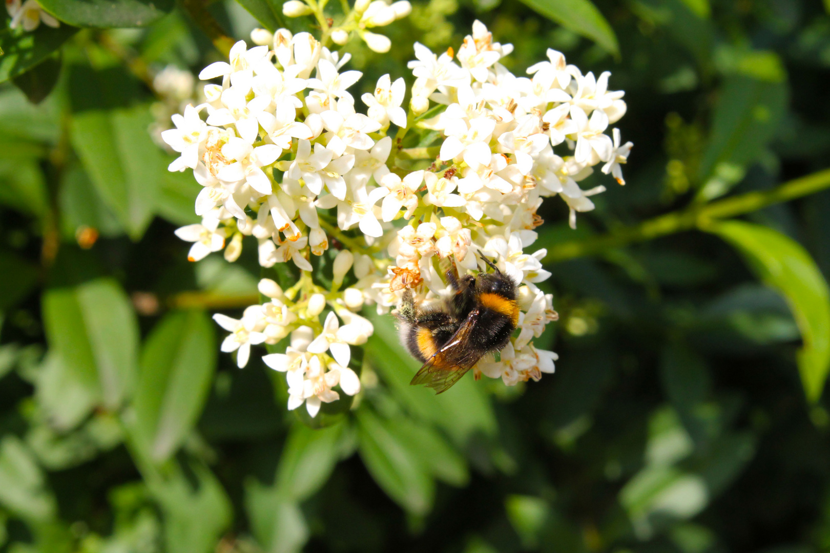 Die Hummel bei der Arbeit