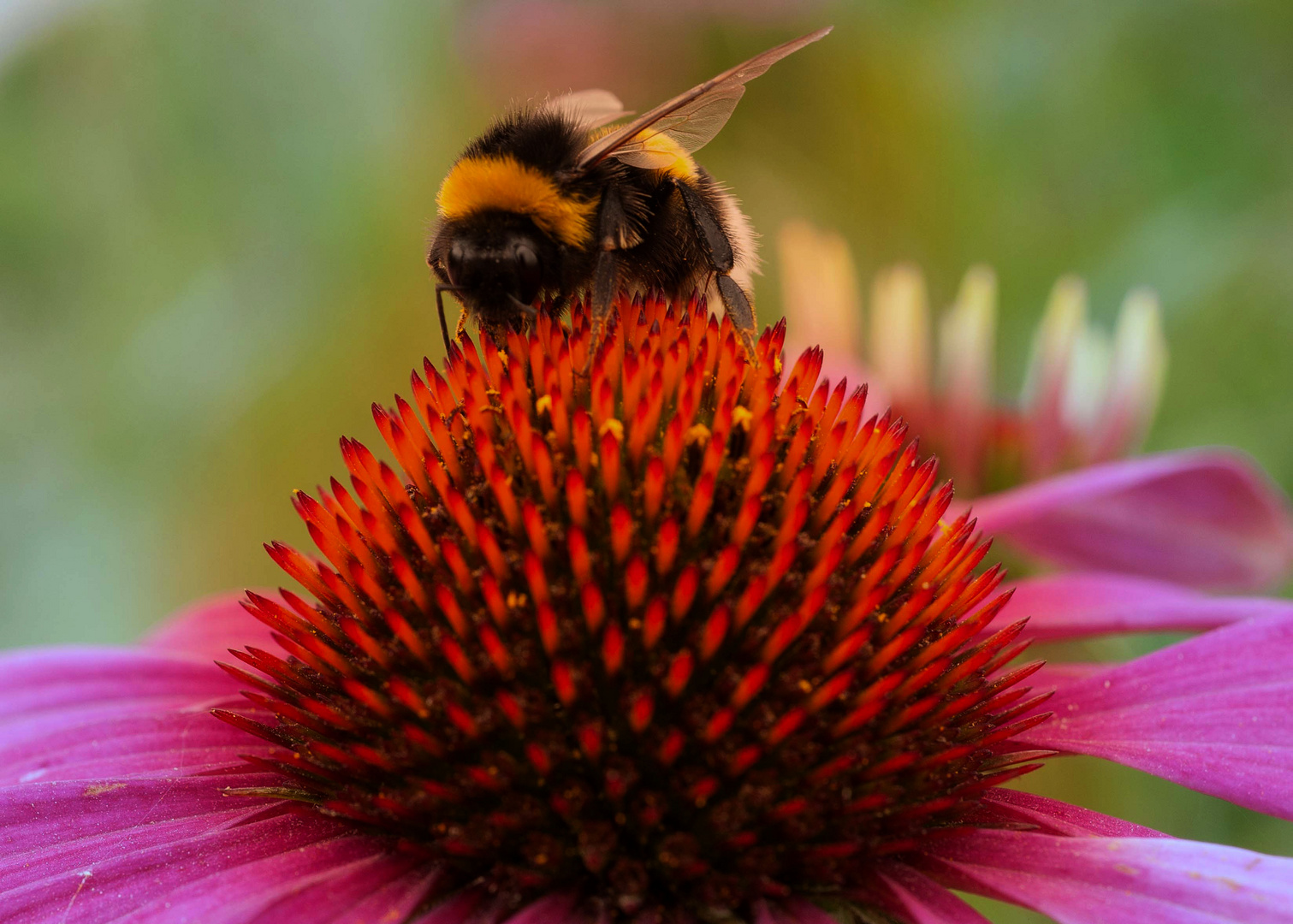 Die Hummel bei der Arbeit