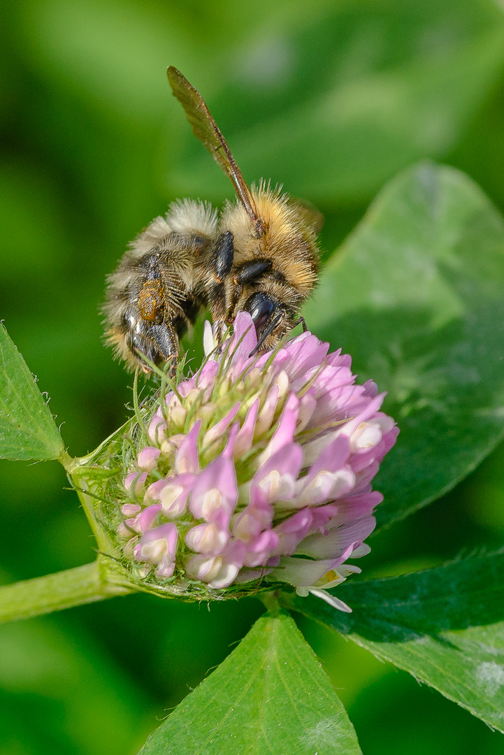 Die Hummel bei naschen. 