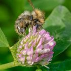 Die Hummel bei naschen. 