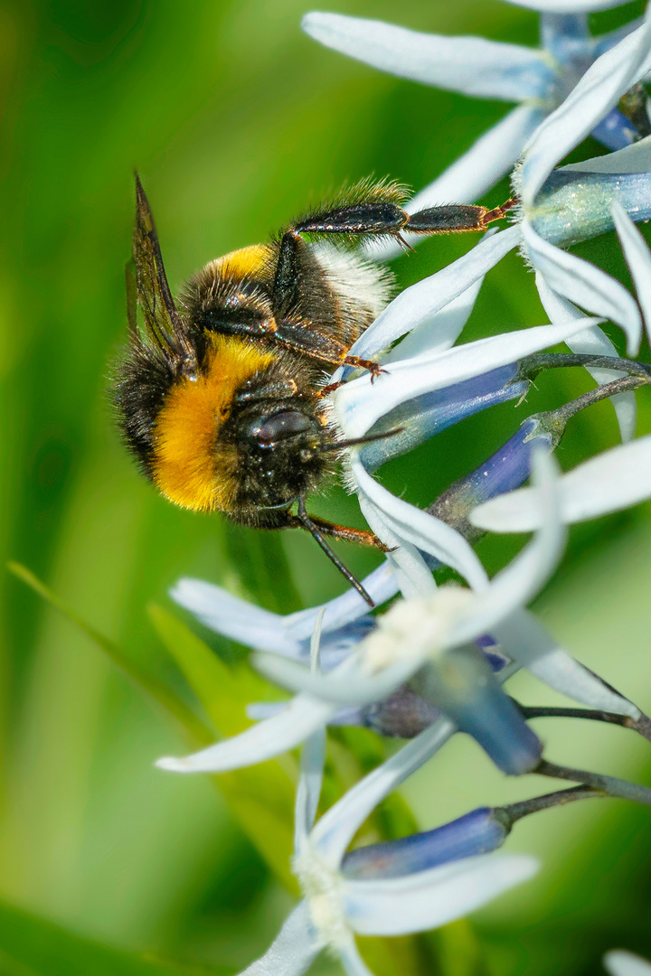 Die Hummel bei Naschen. 