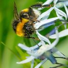 Die Hummel bei Naschen. 