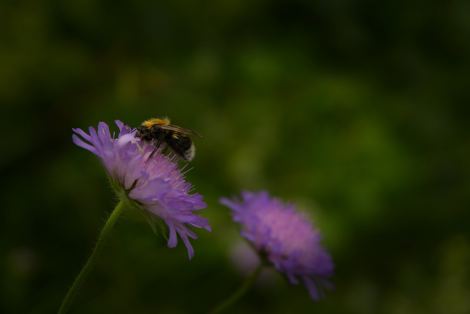 Die Hummel Boris