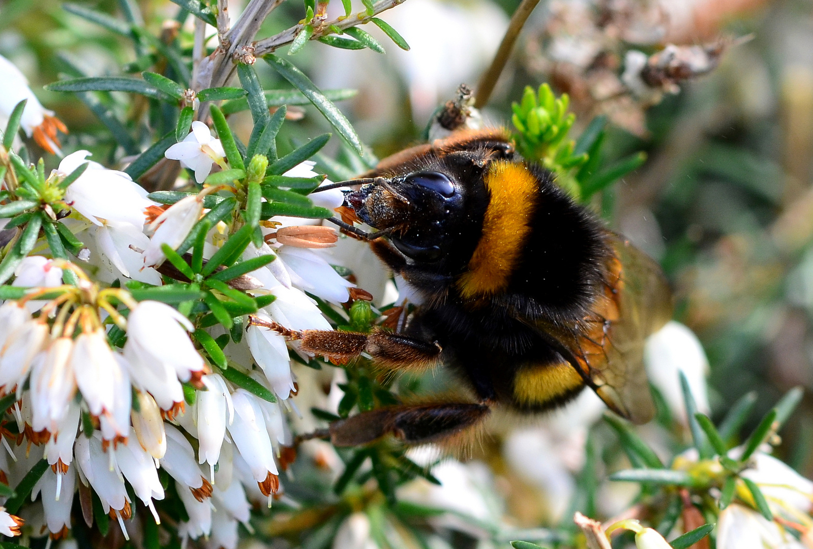 --- Die Hummel ............