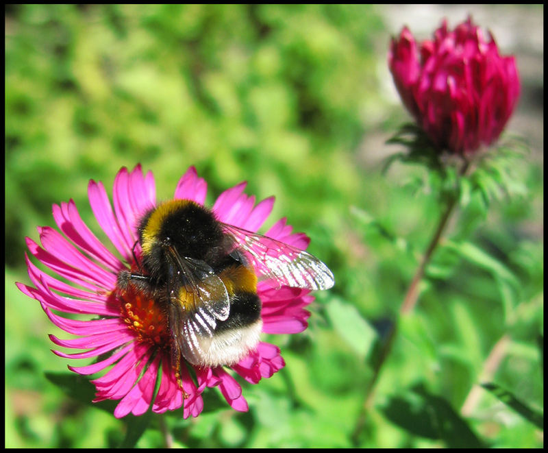 die hummel, die aß ne blume =D