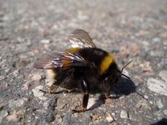 Die Hummel