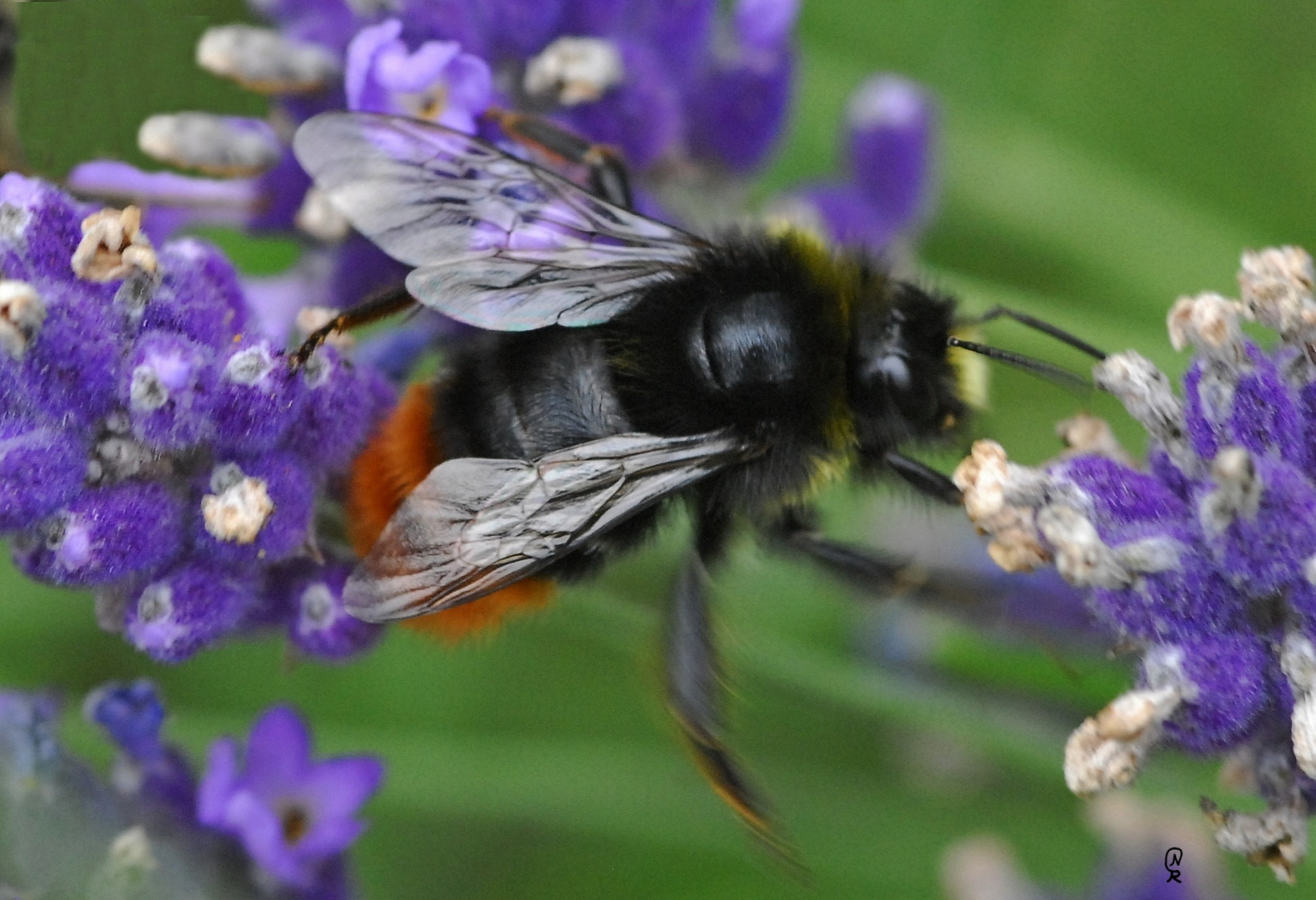 Die Hummel