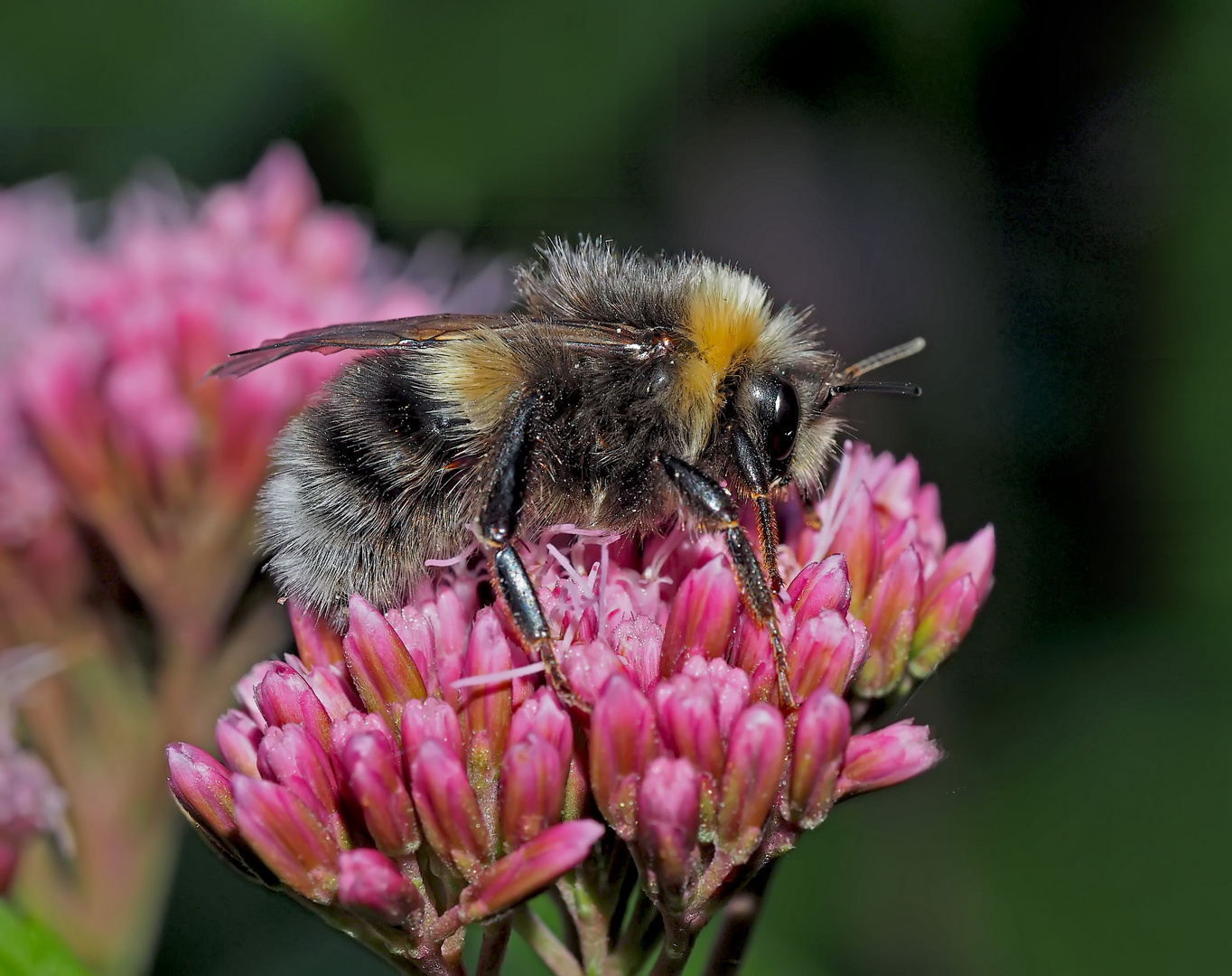 Die Hummel, ein pelziges Wunderwerk der Natur! - Un simple bourdon qui peut réjouir notre coeur!