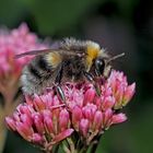 Die Hummel, ein pelziges Wunderwerk der Natur! - Un simple bourdon qui peut réjouir notre coeur!