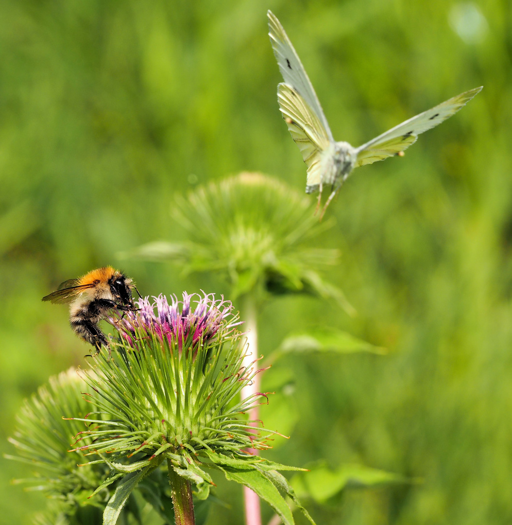 Die Hummel hat den Schmetterling verjagt.....