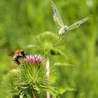 Die Hummel hat den Schmetterling verjagt.....