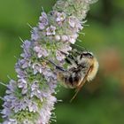 Die Hummel hat ihr Glück gefunden, aber die Blüten auch ...