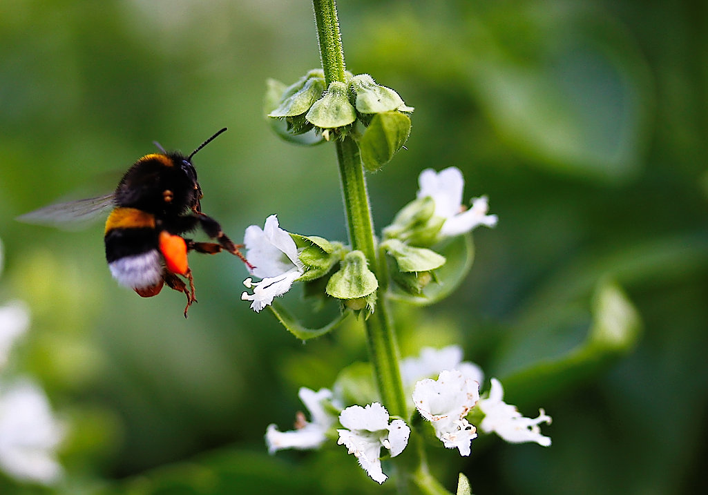 Die Hummel im Basilikum