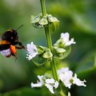 Die Hummel im Basilikum