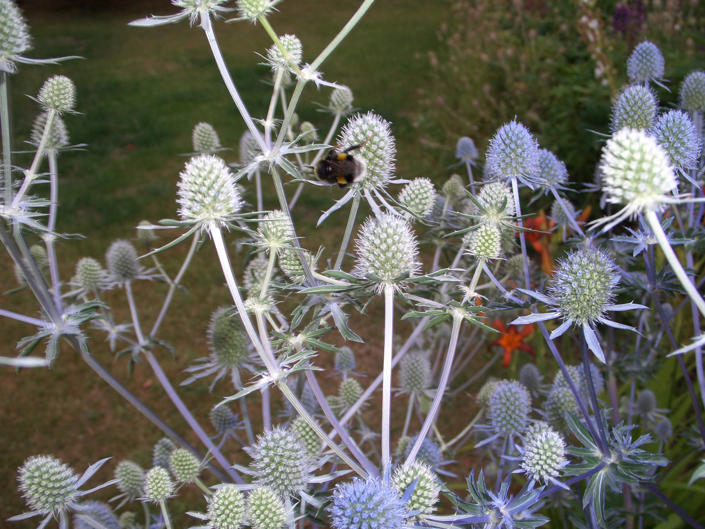 Die Hummel im Disteldschungel