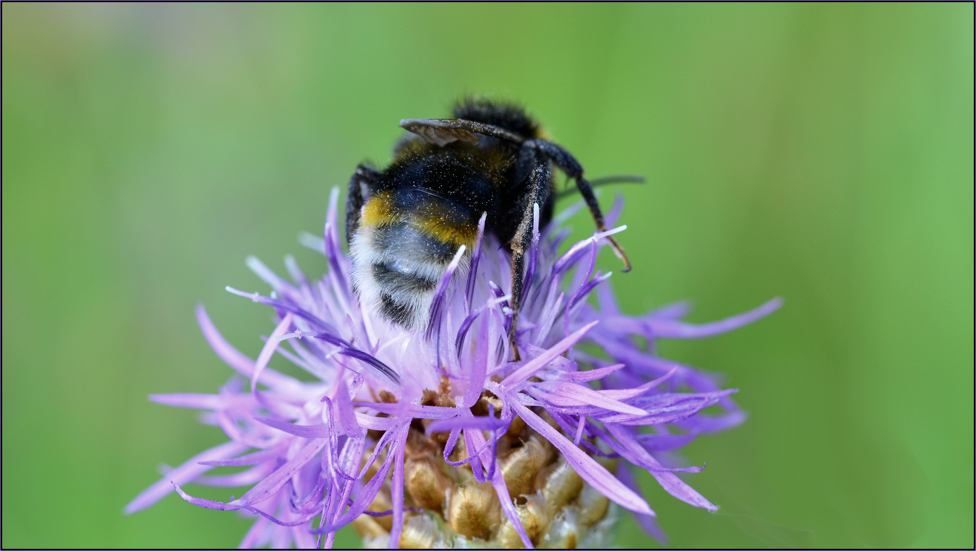 Die Hummel im Freizeitpark......