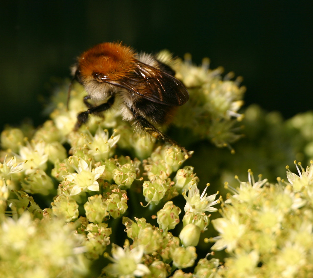 Die Hummel im Garten